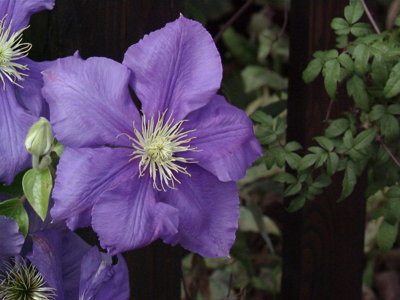 Clematis 'General Sikorski' - Waldrebe 'General Sikorski'
