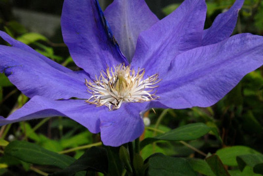 Clematis 'H.F.Young' - Waldrebe 'H.F.Young'