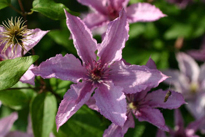 Clematis 'Hagley Hybrid' - Waldrebe 'Hagley Hybrid'