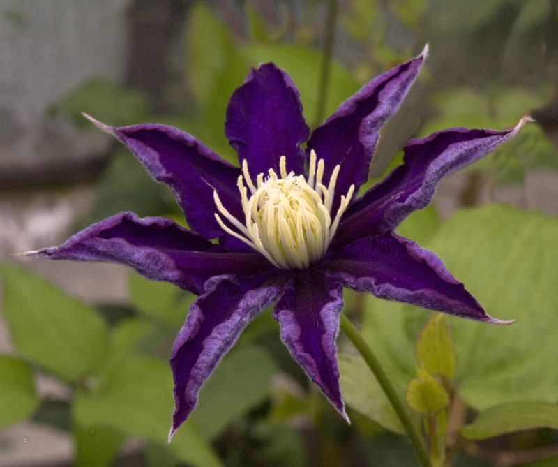 Clematis 'Haku Ookan' - Waldrebe 'Haku Ookan'