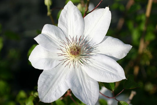 Clematis 'Henryi' - Waldrebe 'Henryi'