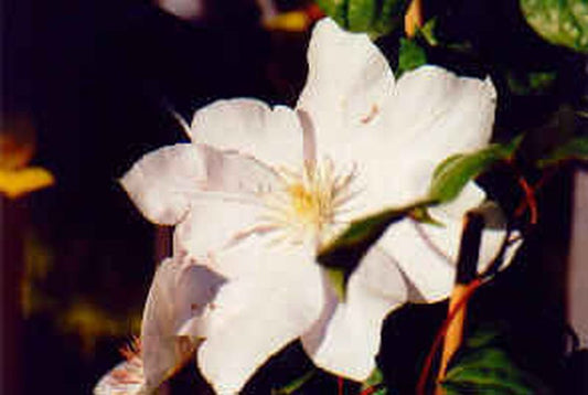 Clematis 'Jackmanii Alba' - Waldrebe 'Jackmanii Alba'