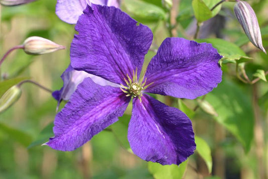 Clematis 'Jackmanii Superba' - Waldrebe 'Jackmanii Superba'