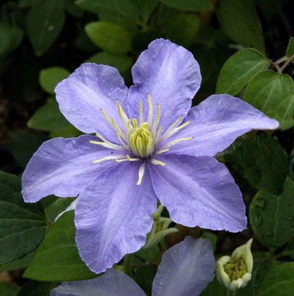 Clematis 'Justa' - Waldrebe 'Justa'
