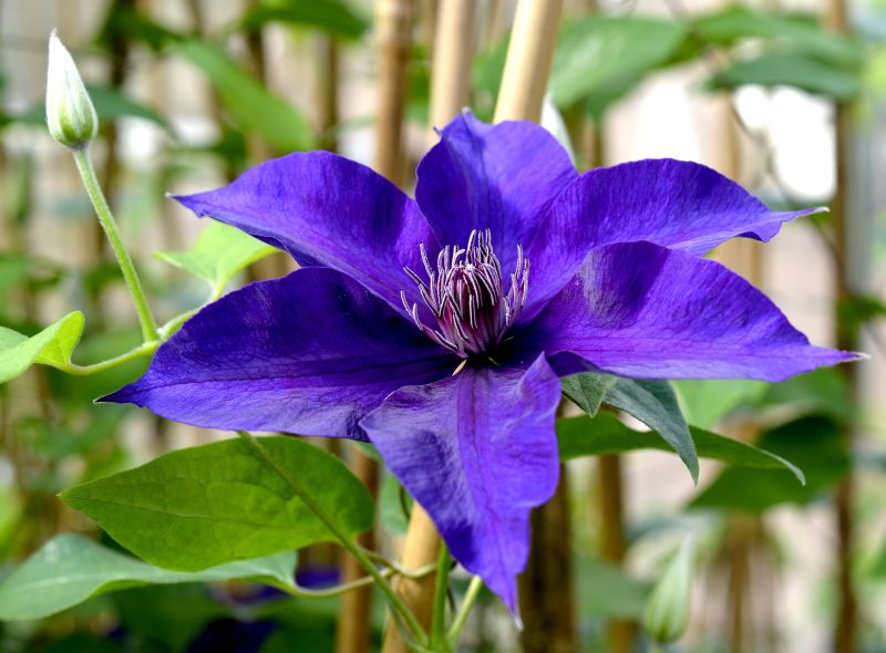 Clematis 'Kacper' - Waldrebe 'Kacper'