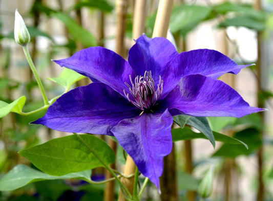 Clematis 'Kacper' - Waldrebe 'Kacper'
