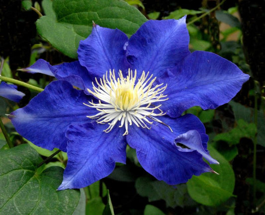 Clematis 'Kamila' - Waldrebe 'Kamila'