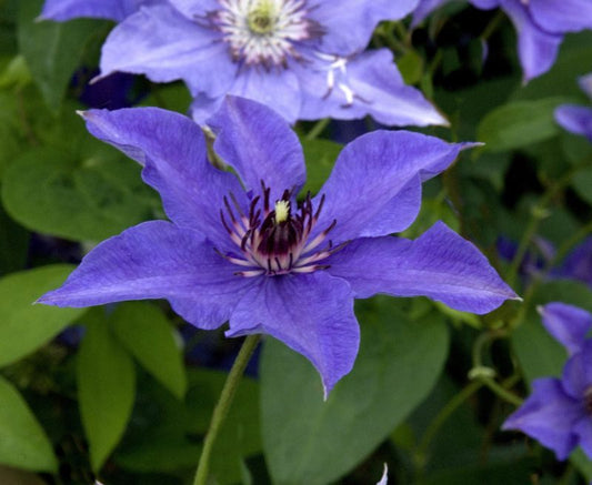 Clematis 'Königskind' -S- - Waldrebe 'Königskind' -S-