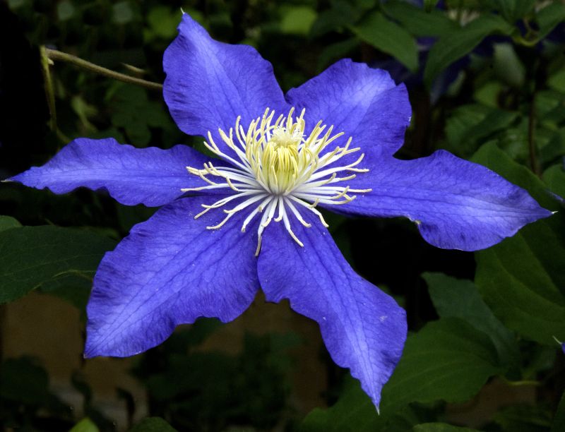 Clematis 'Lasurstern' - Waldrebe 'Lasurstern'