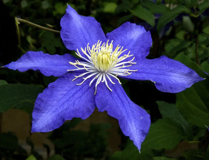 Clematis 'Lasurstern' - Waldrebe 'Lasurstern'