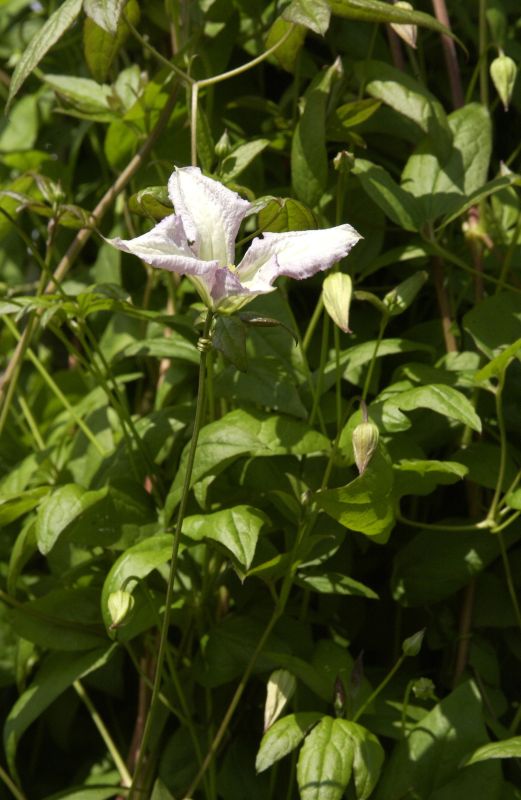Clematis viticella 'Little Nell' - Waldrebe 'Little Nell'
