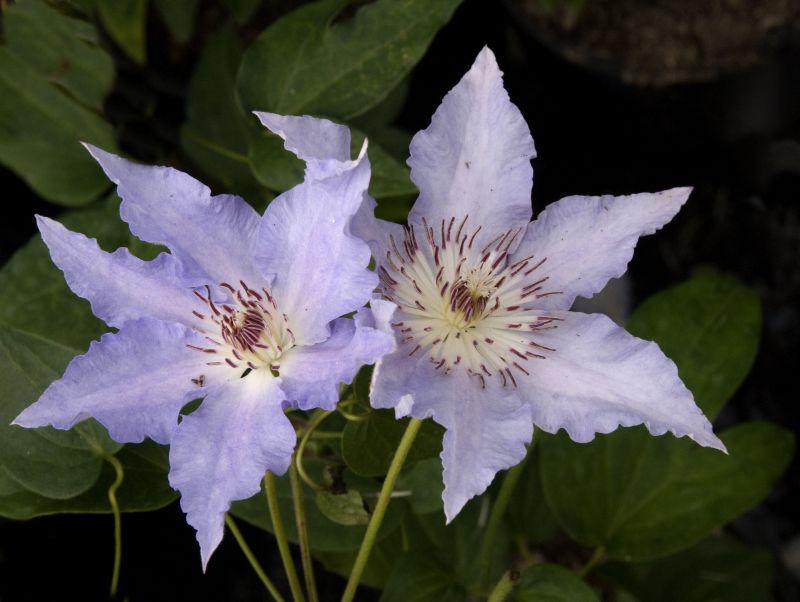 Clematis 'Katharina' - Waldrebe Katharina