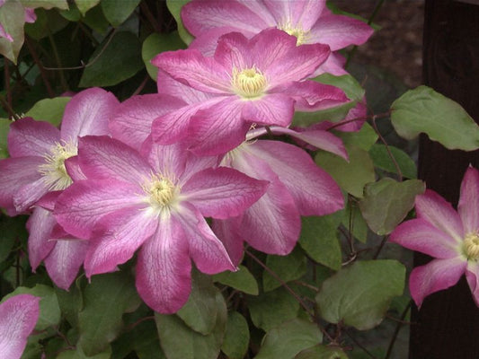 Clematis 'Asao' - Waldrebe Asao