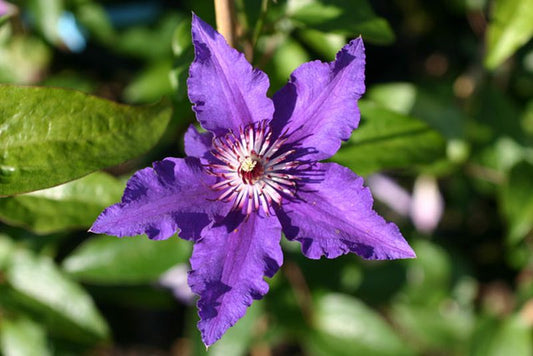 Clematis 'Maria Louise Jensen' ® - Waldrebe 'Maria Louise Jensen' ®