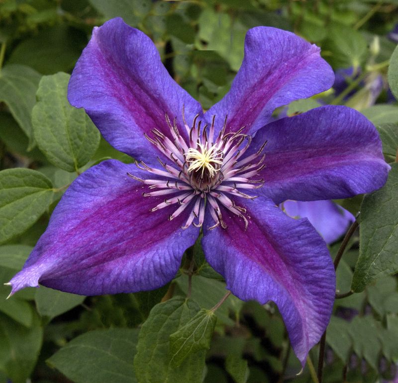 Clematis 'Mrs.N.Thompson' - Waldrebe 'Mrs.N.Thompson'