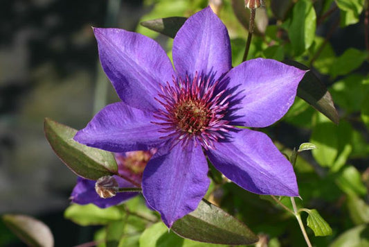 Clematis 'Multi Blue' - Waldrebe 'Multi Blue'