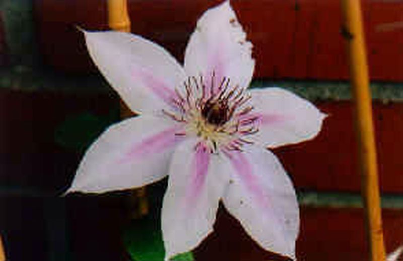 Clematis 'Nelly Moser' - Waldrebe 'Nelly Moser'