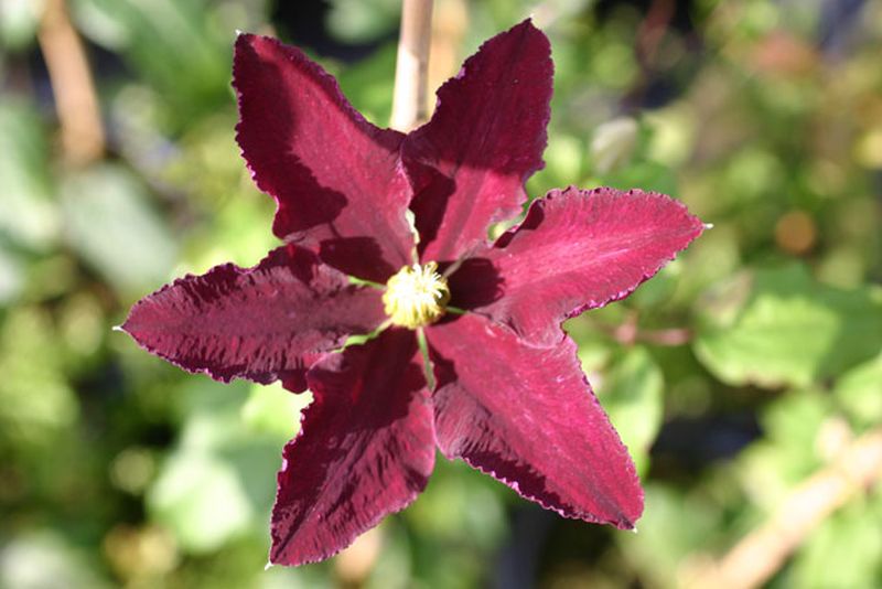 Clematis 'Niobe' - Waldrebe 'Niobe'