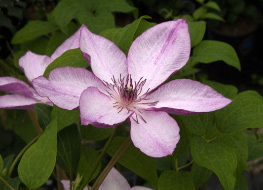 Clematis 'Omoshiro' - Waldrebe 'Omoshiro'