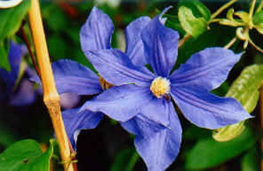 Clematis 'Perle d'Azur' - Waldrebe 'Perle d'Azur'