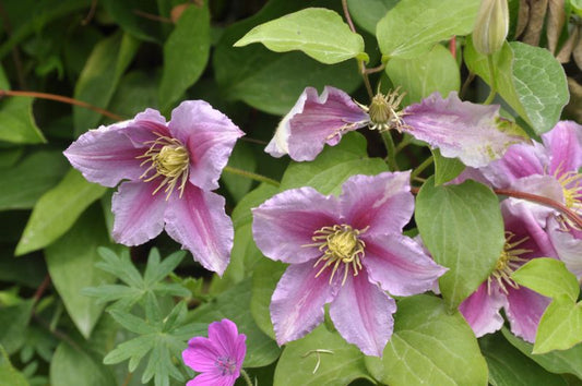 Clematis 'Piilu' - Waldrebe Piilu
