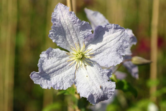 Clematis viticella 'Prince Charles' - Waldrebe 'Prince Charles'