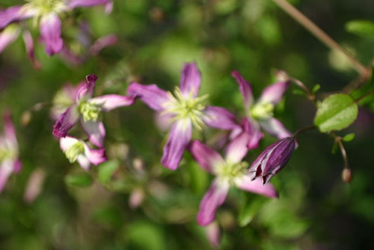 Clematis triternata 'Rubromarginata' - Waldrebe 'Rubromarginata'