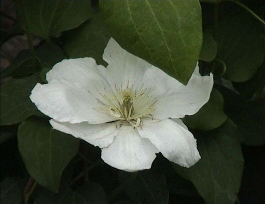 Clematis 'Schneeglanz' - Waldrebe 'Schneeglanz'