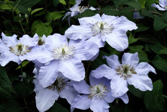 Clematis 'Silver Moon' - Waldrebe 'Silver Moon'