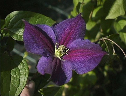 Clematis 'Star of India' - Waldrebe 'Star of India'