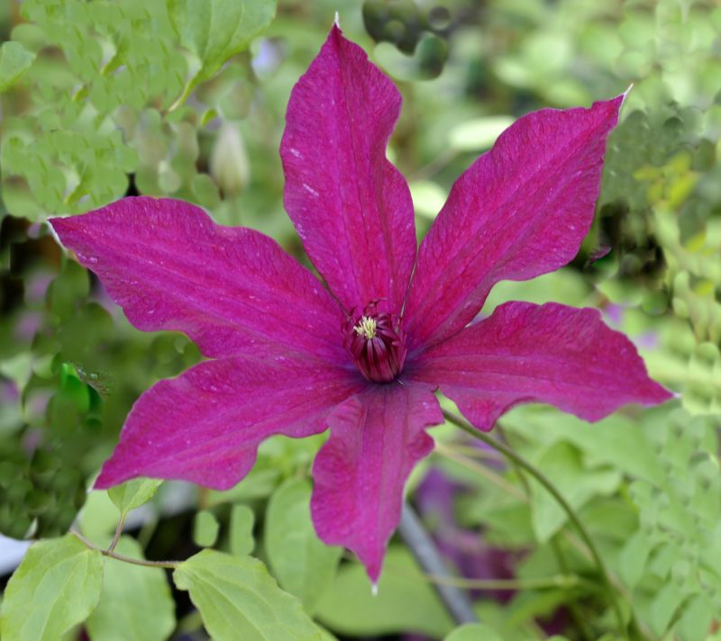 Clematis 'Sunset' - Waldrebe 'Sunset'