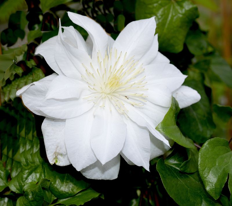 Clematis 'Sylvia Denny' - Waldrebe 'Sylvia Denny'