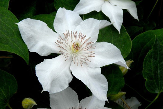 Clematis 'Valge Daam' - Waldrebe 'Valge Daam'