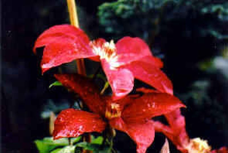 Clematis 'Ville de Lyon' - Waldrebe 'Ville de Lyon'