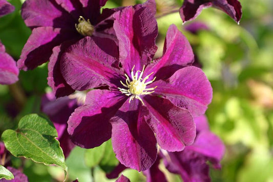 Clematis 'Warszawska Nike' - Waldrebe 'Warszawska Nike'
