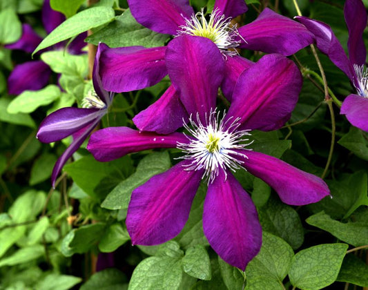 Clematis 'Westerplatte' - Waldrebe 'Westerplatte'