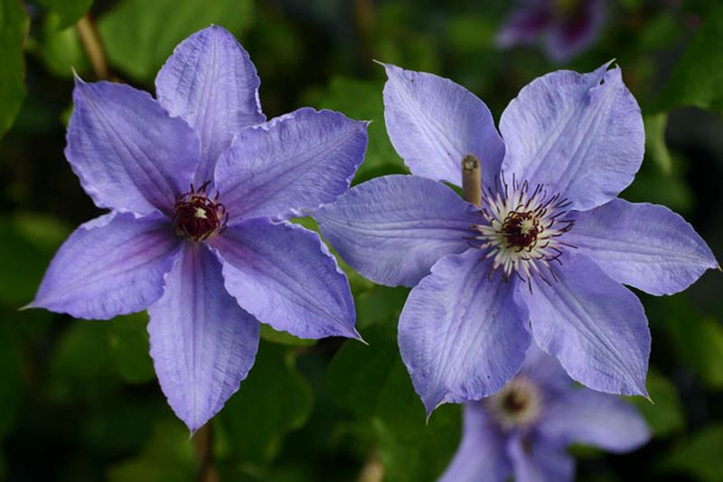 Clematis 'William Kennett' - Waldrebe 'William Kennett'