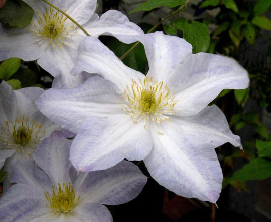 Clematis 'Yukikomachi' - Waldrebe 'Yukikomachi'