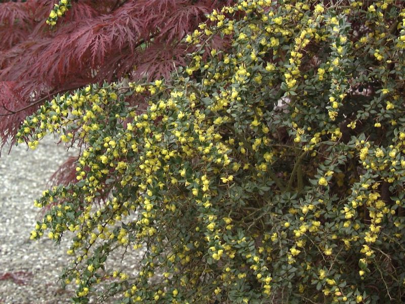 Berberis verruculosa - Warzenberberitze