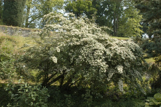 Cotoneaster salicifolius floccosus - Weidenblättrige Hängemispel