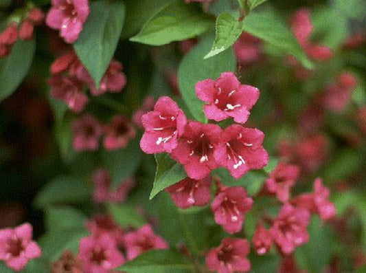 Weigela 'Bristol Ruby' - Weigelie 'Bristol Ruby'