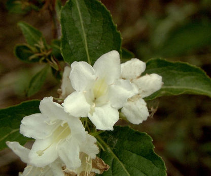 Weigela 'Candida' - Weigelie 'Candida'