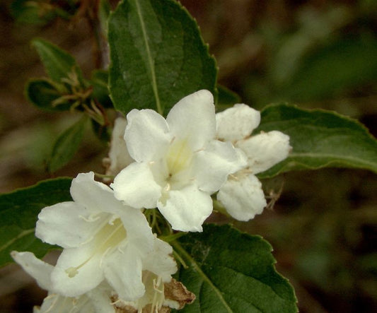 Weigela 'Candida' - Weigelie 'Candida'