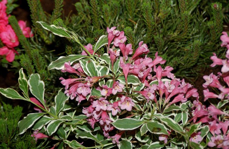 Weigela florida 'Monet' ® -S- - Weigelie 'Monet' ® -S-