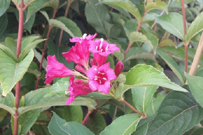 Weigela 'Newport Red' - Weigelie 'Newport Red'