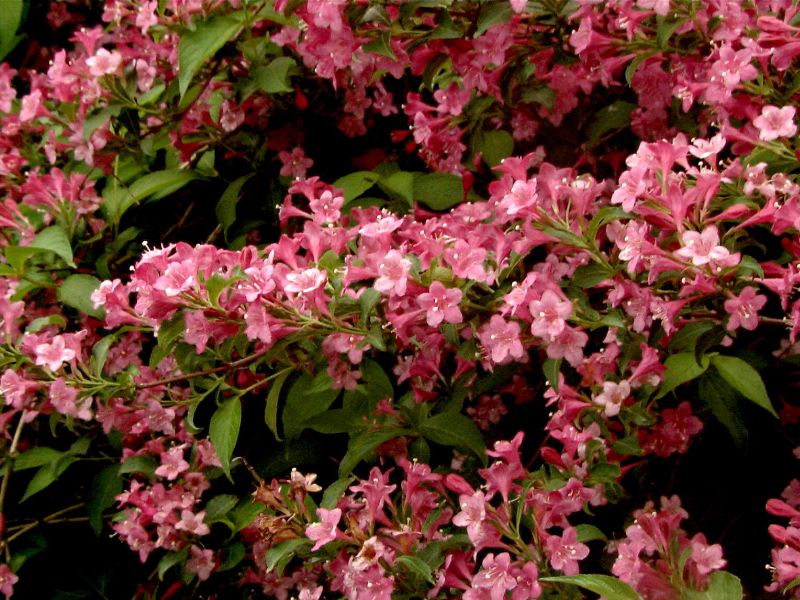 Weigela 'Styriaca' - Weigelie 'Styriaca'