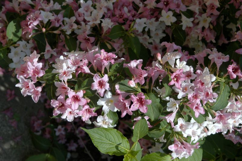 Weigela florida 'Variegata' - Weigelie 'Variegata'