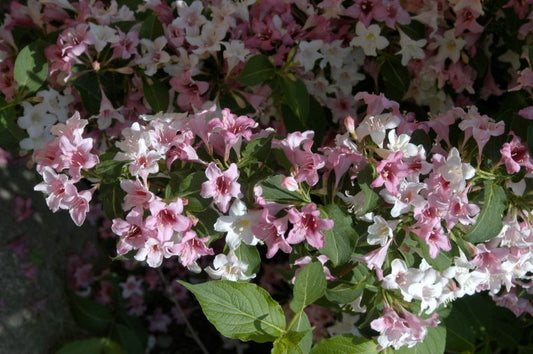 Weigela florida 'Variegata' - Weigelie 'Variegata'