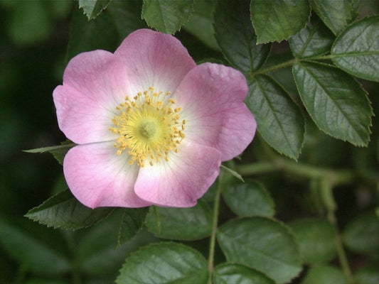 Rosa rubiginosa - Wein-Rose