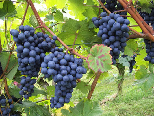 Vitis 'Blauer Burgunder' -S- - Weintraube 'Blauer Burgunder' -S-